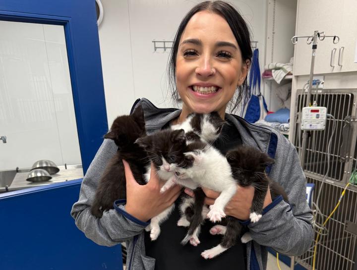 $city Vet Exams